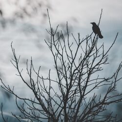 psychosis vs spirituality