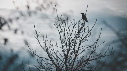 psychosis vs spirituality